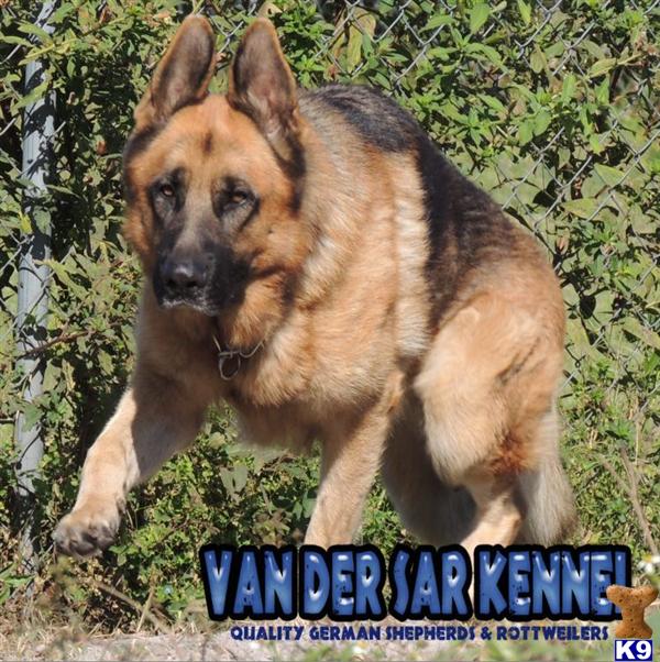 German Shepherd Puppies in FL